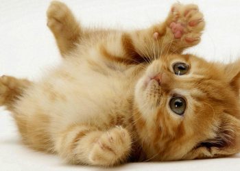 Perbedaan anak kucing persia dan kucing kampung