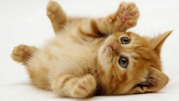 Perbedaan anak kucing persia dan kucing kampung