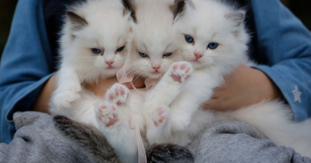 Ciri-ciri kucing Anggora