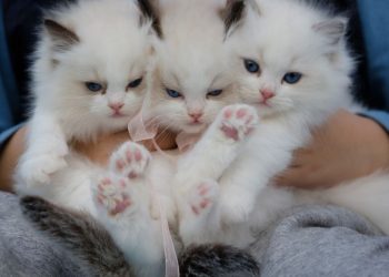 Ciri-ciri kucing Anggora