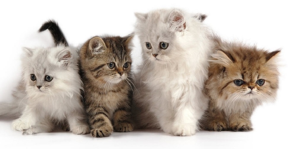 Perbedaan anak kucing persia dan kucing kampung