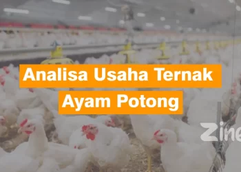 usaha ternak ayam potong
