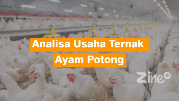 usaha ternak ayam potong