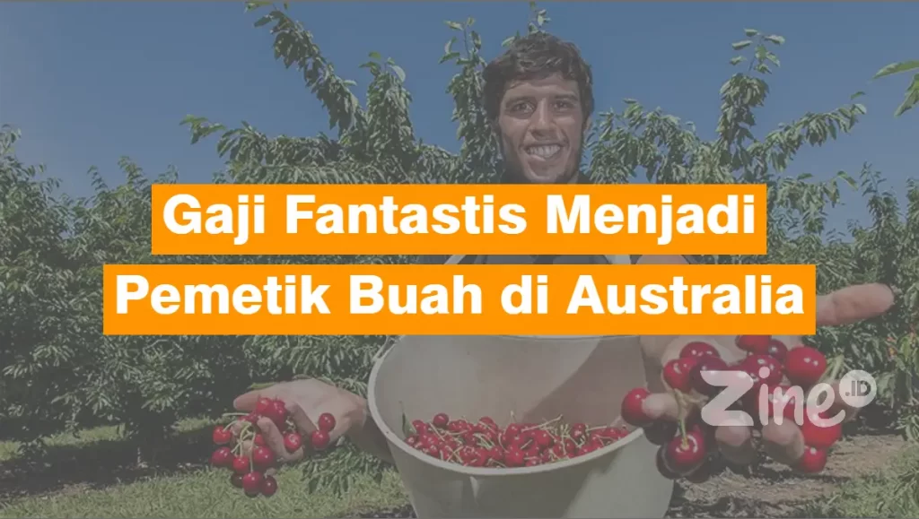 gaji pemetik buah di australia