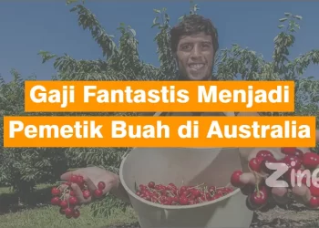 gaji pemetik buah di australia